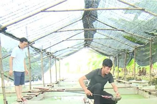 Anh nông dân bỏ túi 1 tỷ đồng/năm nhờ nuôi con 'hiền như cục đất'