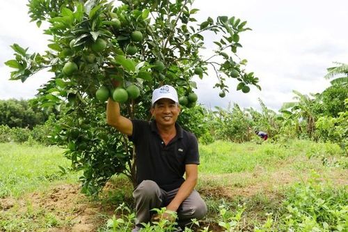 Mô hình kinh tế giúp cựu chiến binh thu hàng trăm triệu mỗi năm