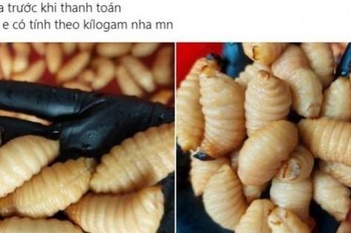 Bất chấp lệnh cấm, đuông dừa vẫn được nuôi, bán công khai