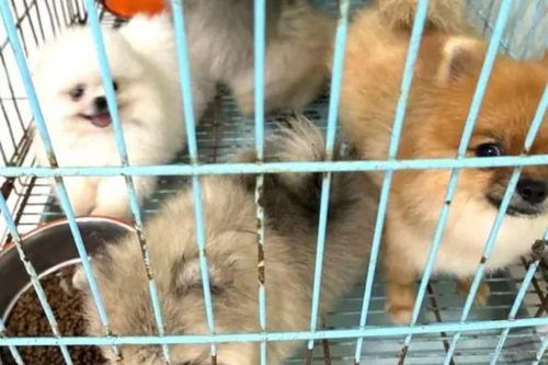 Bắt giữ hai đối tượng trộm đàn chó đắt tiền tại Bình Dương