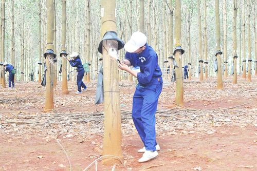 Ấm no theo những vườn cao su - Kỳ cuối: Giữ vững sứ mệnh phát triển kinh tế trên Tây Nguyên