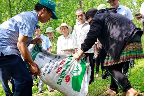 Si Ma Cai phát động ra quân chăm sóc, cải tạo cây ăn quả ôn đới