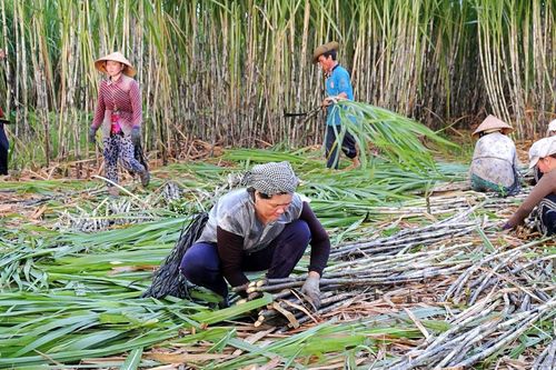 Giá đường trong nước neo cao, Mía đường Sơn La (SLS) báo lãi cao kỷ lục mới