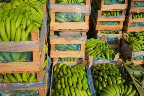 Công nghệ đột phá: Biến chất thải chuối thành sợi dệt và năng lượng tái tạo