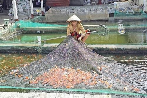 Cá giống ở Cần Thơ tăng giá, sức mua tăng theo con nước lũ