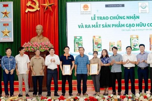 Hòa Lạc IEC nhận giấy chứng nhận gạo hữu cơ