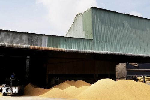 Những diễn biến mới nhất trên thị trường gạo châu Á