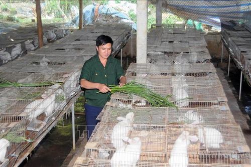 Những tấm gương thương binh 'tàn nhưng không phế'