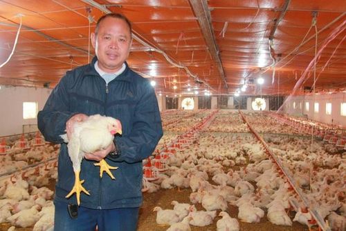 Anh nông dân nhẹ nhàng lãi 3 tỷ/năm nhờ nuôi con 'hiền lành mắn đẻ' lại mê nhặt thóc