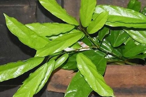 Cây dại mọc bờ bụi xưa ít người biết nay thành đặc sản nổi tiếng một vùng