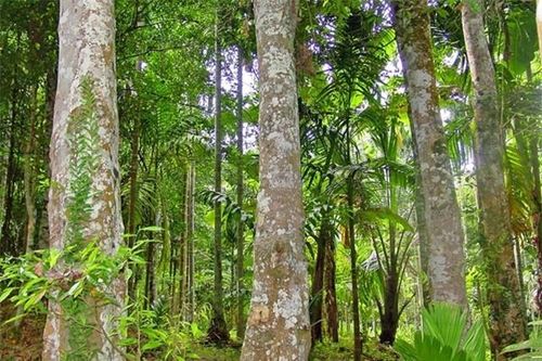 Loại gỗ quý hiếm nằm trong Sách đỏ Việt Nam, 800 năm mới được thu hoạch, được mệnh danh 'vàng đen'