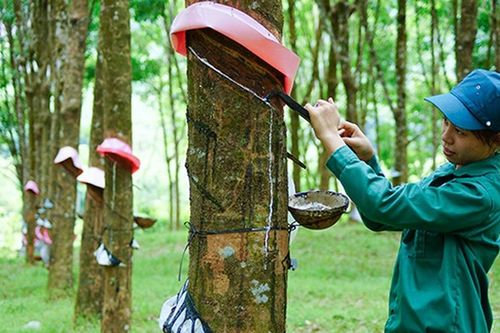 Doanh nghiệp cao su kẻ khóc người cười, gam màu đối lập giữa thành viên của Vinachem và VRG