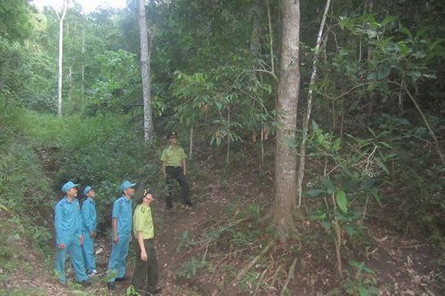 Mường Lát trồng rừng phủ xanh đồi trọc, nâng cao đời sống đồng bào các dân tộc
