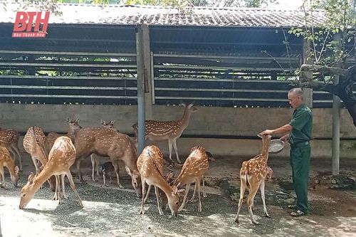 Cựu chiến binh Hà Văn Thuyên làm kinh tế giỏi