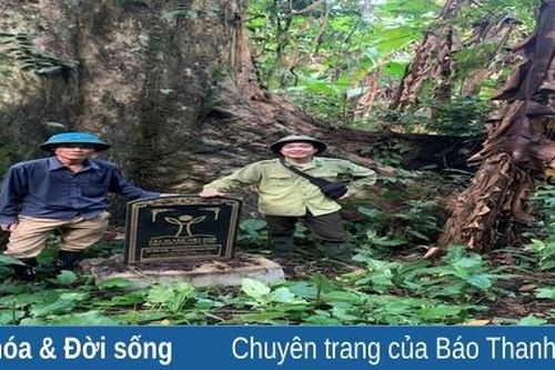 Bảo tồn, phát huy quần thể cây di sản ở Khu bảo tồn Thiên nhiên Pù Hu