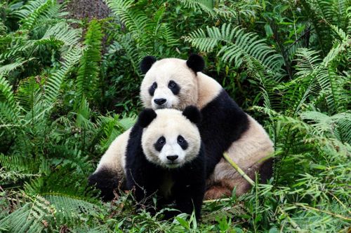 Trường cao đẳng gấu trúc có khóa sinh viên đầu tiên