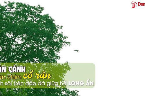 Cận cảnh đàn chim cổ rắn sinh sôi trên đảo đá giữa hồ Long Ẩn