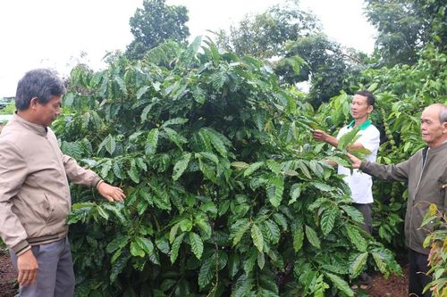 Tổ khuyến nông cộng đồng Gia Lai chia sẻ kinh nghiệm, kết nối thị trường
