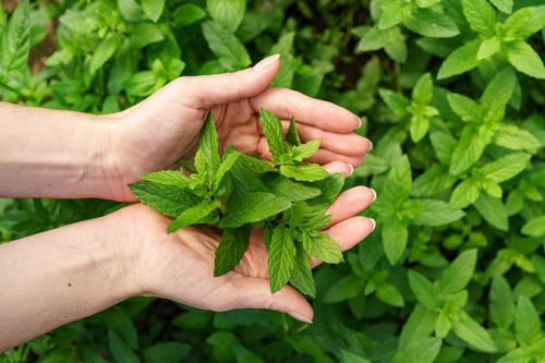 Một số công thức làm đẹp da với lá bạc hà