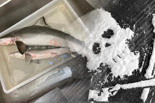 Cá mập ở Brazil dương tính với cocaine do nhiễm nước thải của con người
