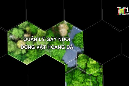 Quản lý gây nuôi động vật hoang dã | Tạp chí Kiểm lâm | 27/07/2024