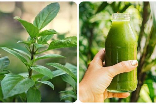 Ăn húng quế mỗi ngày có tác dụng gì với sức khỏe?
