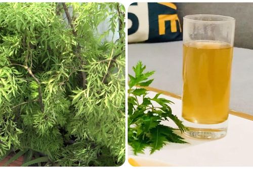 Uống nước lá đinh lăng thường xuyên có tốt cho sức khỏe?