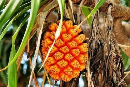 Một số vị thuốc hỗ trợ điều trị viêm gan