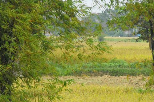 Xa rồi ngày ấy