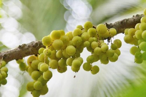 Một trái cũng là… chùm ruột