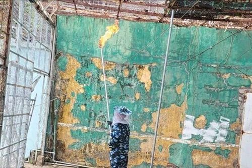 Xử lý tổ ong vò vẽ ở Trường Đại học Sư phạm TDTT TPHCM
