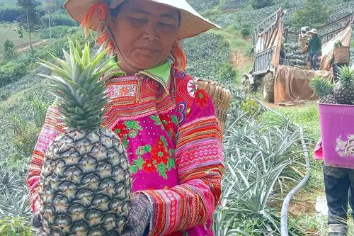 Nông dân vùng sâu Đắk Lắk đổi đời nhờ cây dứa