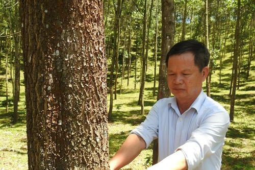 Kỳ vọng từ trồng rừng gỗ lớn ở Hà Tĩnh