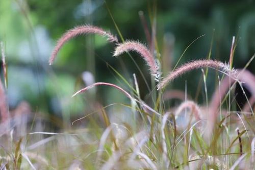 Ngắm thảm cỏ lau hồng tuyệt đẹp giữa Thủ đô Hà Nội