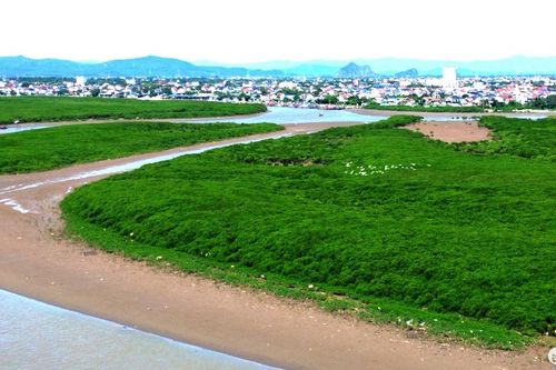 Ngắm những khu rừng ngập mặn như tấm thảm xanh nơi cửa biển ở Nghệ An