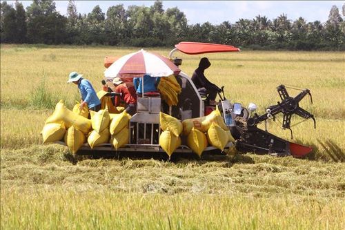 Xuất khẩu gạo đạt trên 4,8 triệu tấn