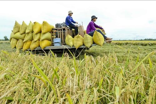 Bội thu từ mô hình canh tác lúa thông minh ướt - khô xen kẽ