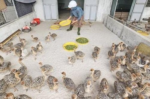 Chị nông dân nhẹ nhàng đút túi 5 tỷ đồng/năm nhờ nuôi con vật khổng lồ, mắn đẻ