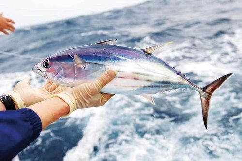 VASEP: Quy định 'cá ngừ nửa mét' gây nhiều hệ lụy cho ngư dân và doanh nghiệp