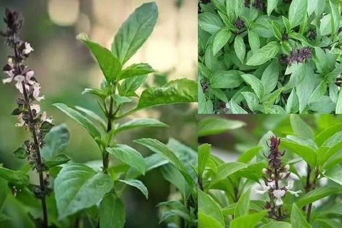 Ăn húng quế mỗi ngày có tác dụng gì?