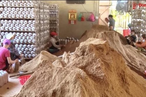 Làng... mộc nhĩ ở Long Khánh