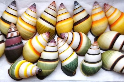 Độc đáo đồ thủ công mỹ nghệ làm từ vỏ ốc rừng