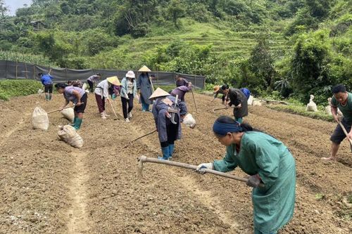 Hạ Lang đào tạo nghề cho trên 350 lao động nông thôn