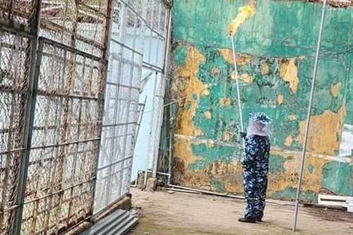 Công an Quận 5 nhanh chóng xử lý tổ ong vò vẽ trong trường học