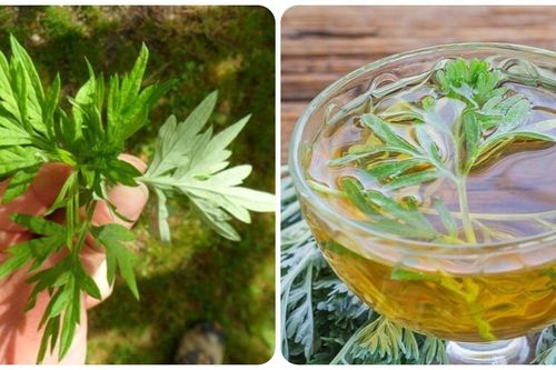 Uống trà ngải cứu có tác dụng gì với sức khỏe?