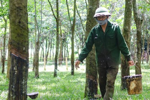 Người dân Thanh Hóa phấn khởi thu hoạch mủ cao su