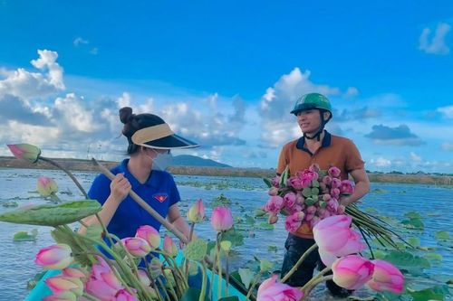 Ra đầm hái sen lúc rạng sáng, mỗi ngày thu tiền triệu
