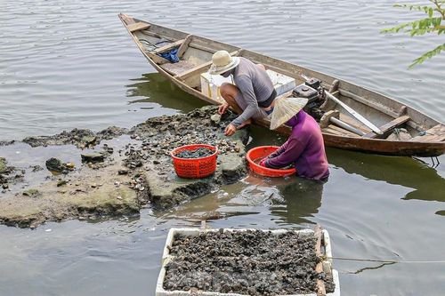 Lội bùn, ngâm mình dưới nước nhiều giờ để mò sìa trên sông ở Đà Nẵng
