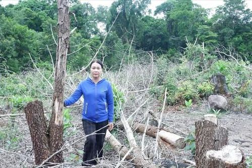 Bàn giao đất rừng giáp ranh, chồng lấn: Người trồng rừng chịu thiệt