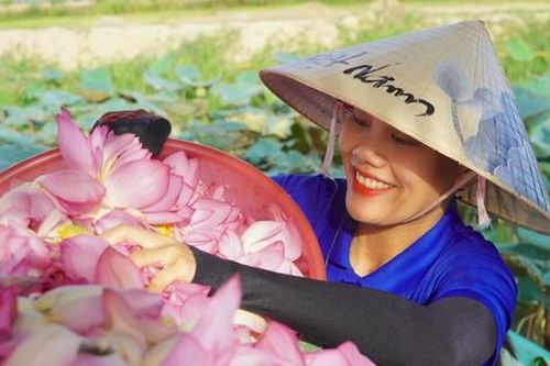 Ra đầm hái sen lúc rạng sáng, mỗi ngày thu tiền triệu